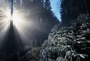 Sunrayes shining through hoarfrost covered trees in mixed forest