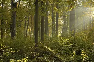 Sunrays in the autumnally coloured deciduous forest from Common beech (Fagus sylvatica)