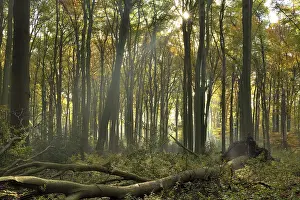 Sunrays in the autumnally coloured deciduous forest from Common beech (Fagus sylvatica)