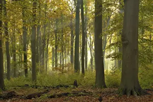 Sunrays in the autumnally coloured deciduous forest from Common beech (Fagus sylvatica)