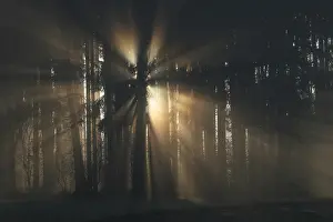 Sunrays break through the wood in the morning