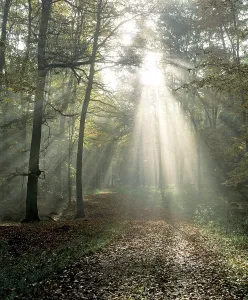 Sunrays breaking through morning mist