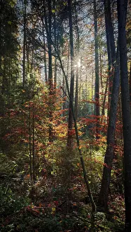 Sunrays penetrate the colorful autumn leaves in a dense romantic forest