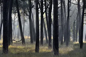Category Forests Prints: Sunrays shine through tree trunks in the pine forest (Pinus sylvestris)