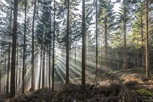 Sunrise in a coniferous forest with bright rays of sunlight