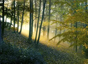 Sunrise filtering through a misty forest creating a golden glow