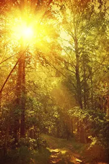 Sunrise in forest instagram style