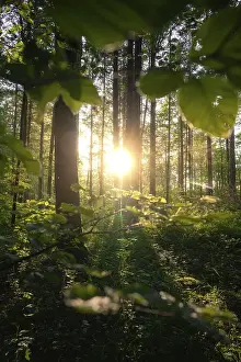 Sunrise in the forest, the sunlight penetrates through the trees and creates a peaceful and green environment