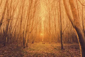 Sunrise in a forest with tall trees without leaves