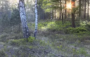 Sunrise in forest wuth birches in summer