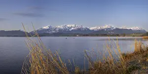 Category Mountain Landscapes Prints: Sunrise, Lake Hopfensee, near Fuessen