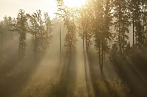 Category Forests Prints: Sunrise with morning fog in the deciduous forest