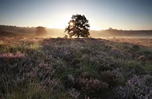Sunrise behind oak tree on heather hills