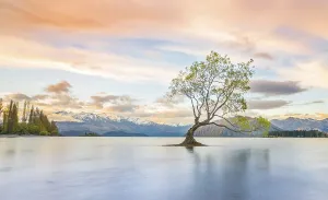 Sunrise, single tree standing in water