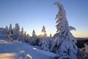 Sunrise, snow-covered pines, Grosser Arber