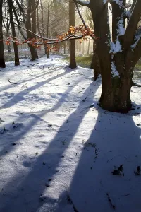 Sunrise in snowy winter forest