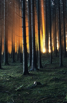 Sunrise in a Spruce forest (Picea abies)