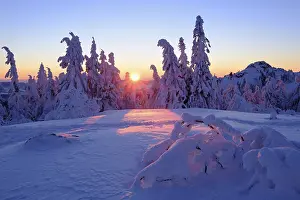 Sunset, Arbermandl, snowy spruces