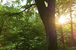 Sunset in the beech forest, drone shot from the tops of old trees