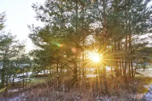 Sunset through a cots pines (Pinus sylvestris)