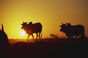 Sunset and cows walking, Melghat