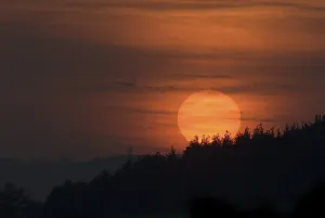 Sunset over forest