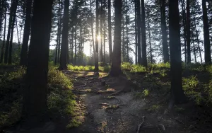 Sunset in a forest in Burgenland