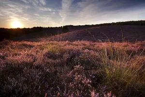 Sunset on hill covered with heather in Rheden