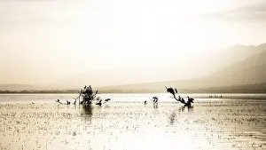 Sunset over Lake Kerkini, Cormorants sitting on trees