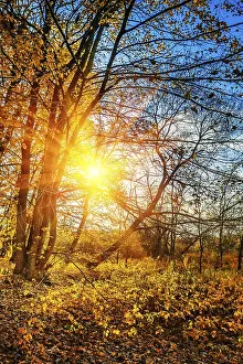 Sunset in leafless autumn forest instagram stile