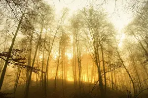 Sunset light streams through a foggy autumn forest in warm orange