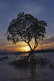 Sunset mangrove in Chiriyatapu