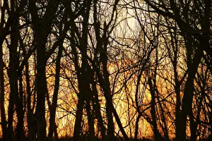 The sunset shines through the trees and colours them an intense orange