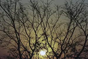 Sunset behind silhouetted tree branches