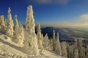 Sunset with snow-covered spruces