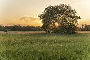 Sunset with sun passing through large oak grove in meadow