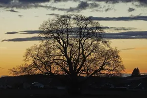 Sunset tree in front of forest backdrop with reddish and blue sky