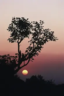 Sunset behind tree, Sunset Point