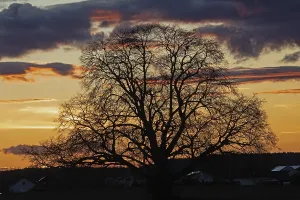 Sunset tree in front of tree backdrop with reddish and blue sky