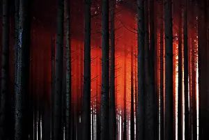Sunset through trees in a forest