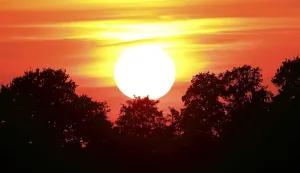Sunset over trees, nature reserve Oberalsterniederung