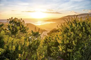 Sunset, Yellow Lupines (Lupinus luteus) on sand dunes