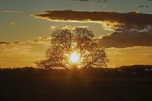 Sunset yellow sun with rays behind tree in front of forest scenery and reddish and blue sky
