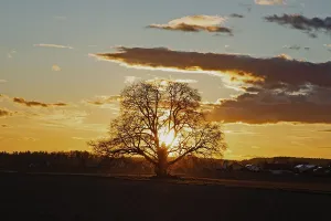 Sunset yellow sun with rays behind tree in front of forest scenery and reddish and blue sky