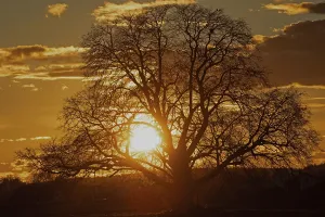 Sunset yellow sun with rays behind tree in front of forest scenery and reddish sky