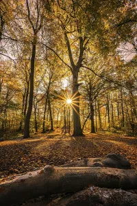 A sunstar at sunset in a deciduous forest in late autumn with colourful leaves on the forest floor