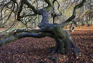 Suntelbuchen (Fagus sylvatica)