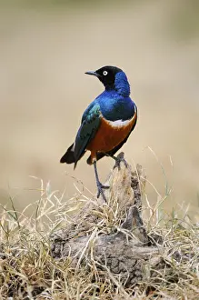 Superb Starling (Lamprotornis superbus)