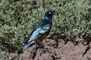 Superb Starling (Lamprotornis superbus)