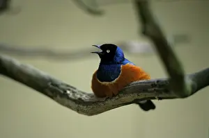 Superb starling (Lamprotornis superbus)